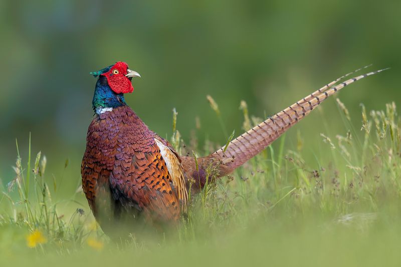 Wiosennie фото превью