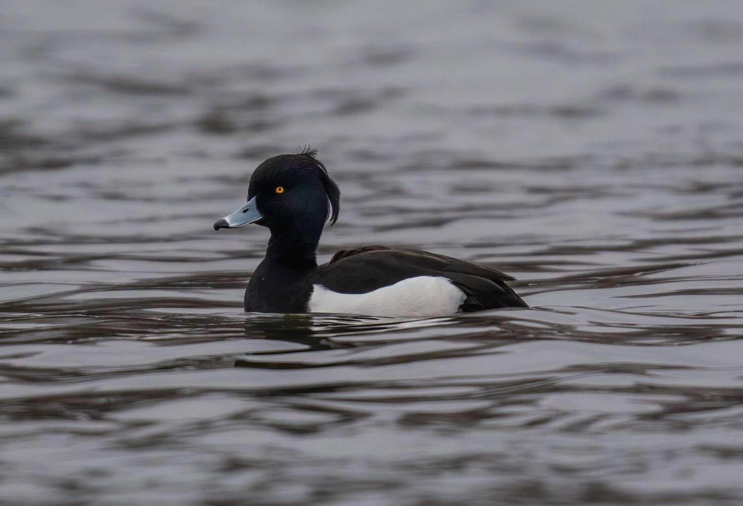 , Константин Дэм