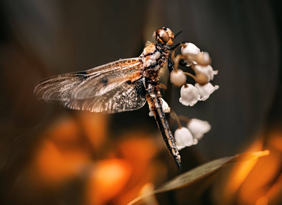 природа, макро, весна, цветы, ландыш, насекомое, стрекоза, Неля Рачкова