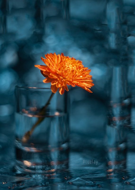 хризантемы Фантазия с ноябрьской хризантемой фото превью