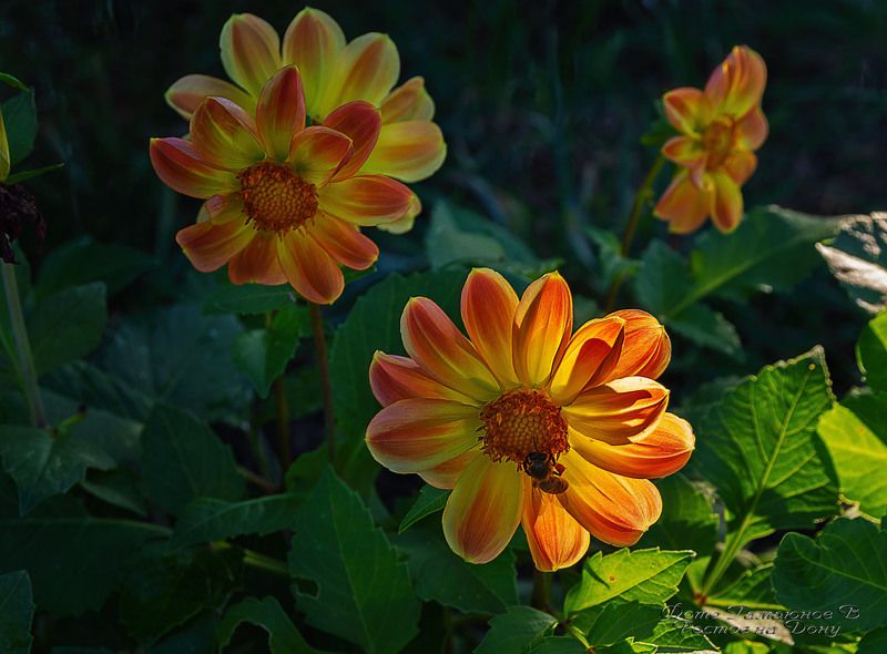 Вечернее настроение фото превью