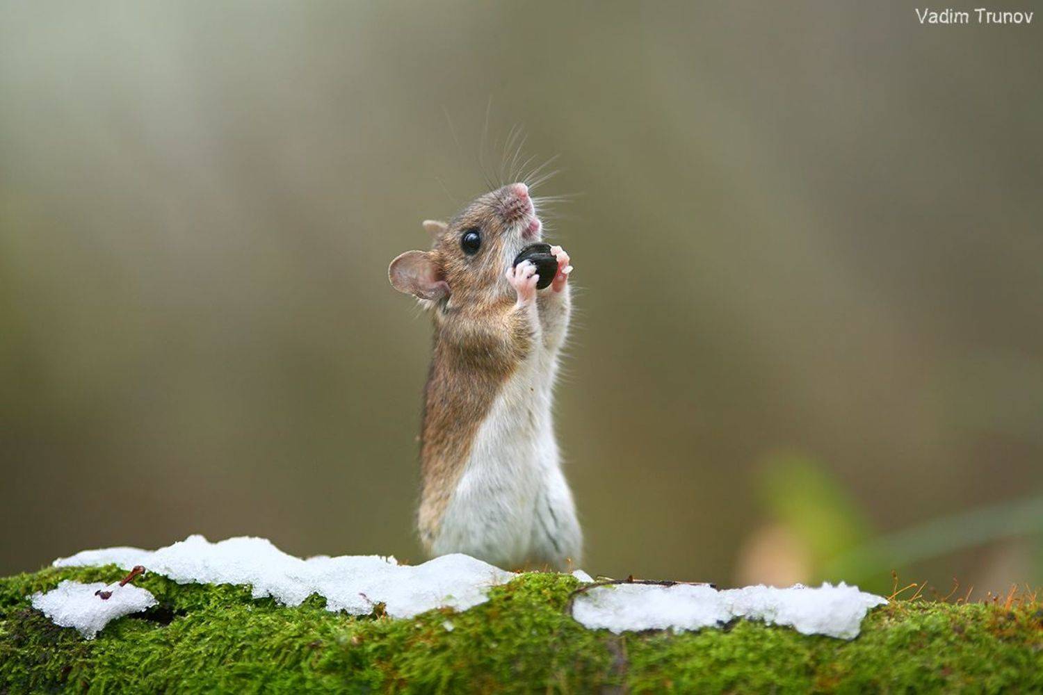 мышь, Вадим Трунов