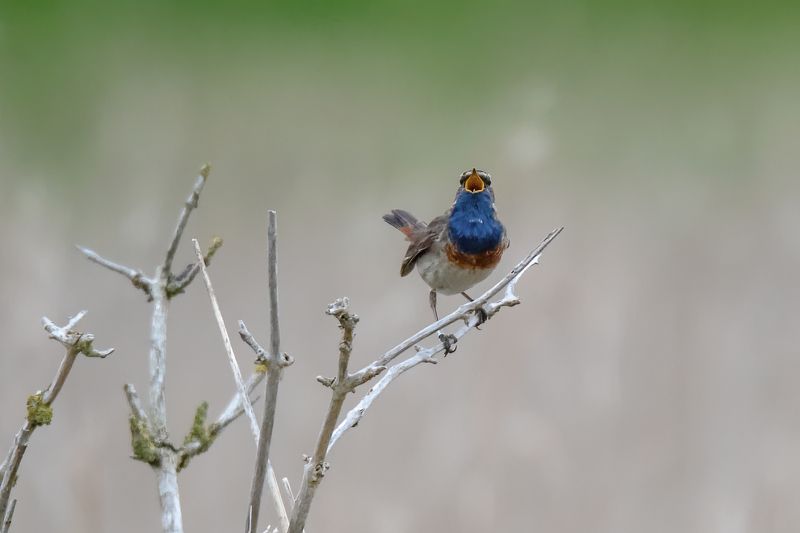 bluethroat; bird; nature; sparrow; perching; Singing фото превью