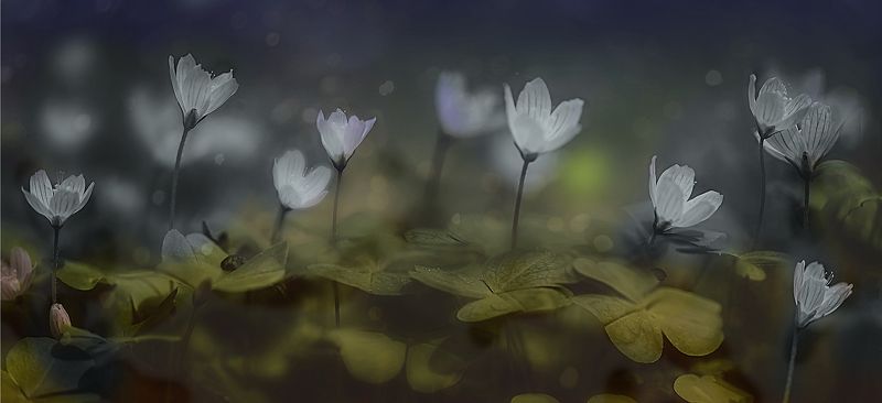 ..лес просыпается.. фото превью