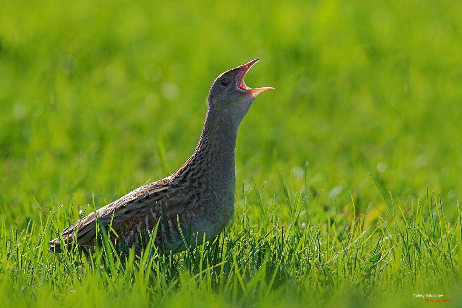 , Валерий Субачев