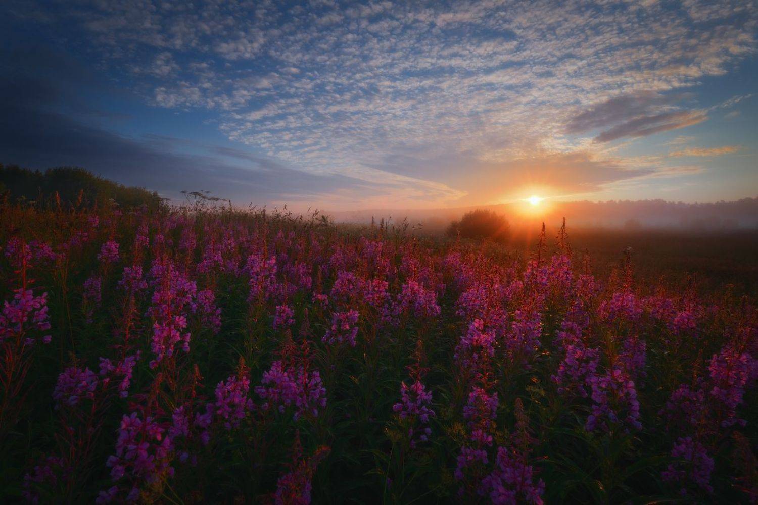 #трава #солнце #свет #лето #туман #иванчай, Евгений Цап