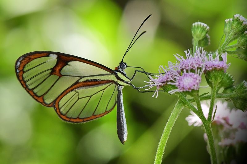 denis moura, mogi das cruzes, brasil Borboleta фото превью