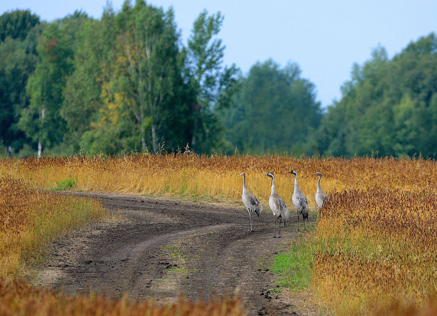 серые журавли., Михаил Белоусов