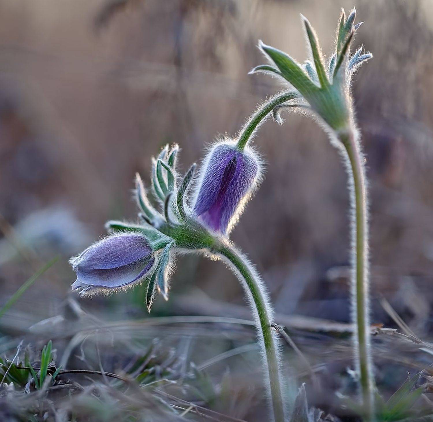 весна, макро, цветы, Евгений Паршуков