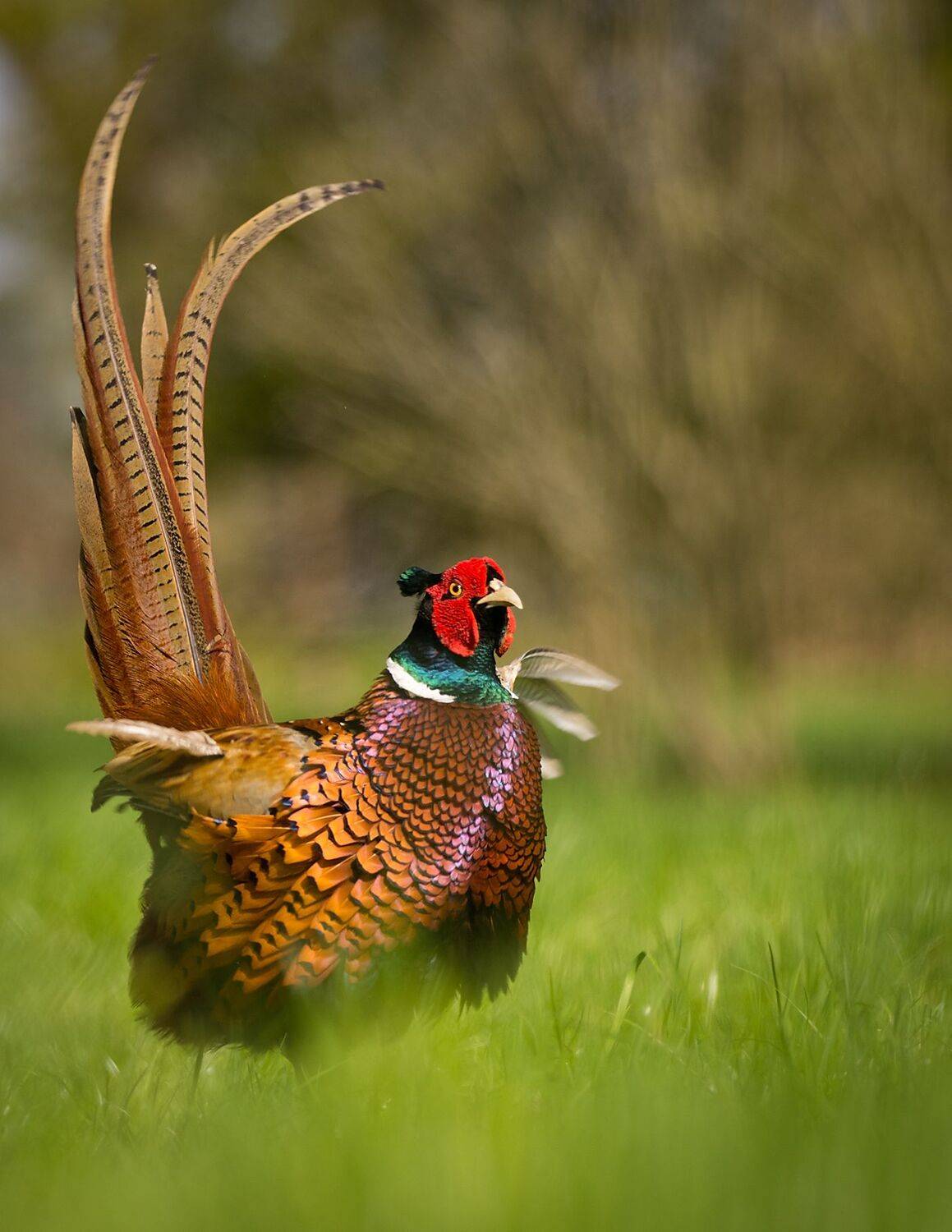 , Robert Adamec