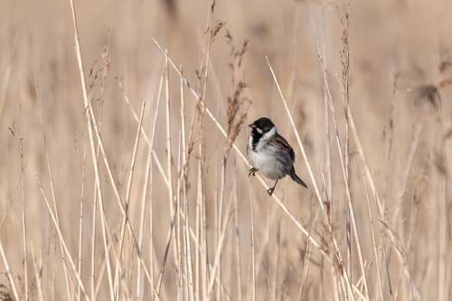 Common Reed Bunting