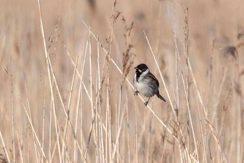 bird; perching; bunting; sparrow Common Reed Bunting фото превью