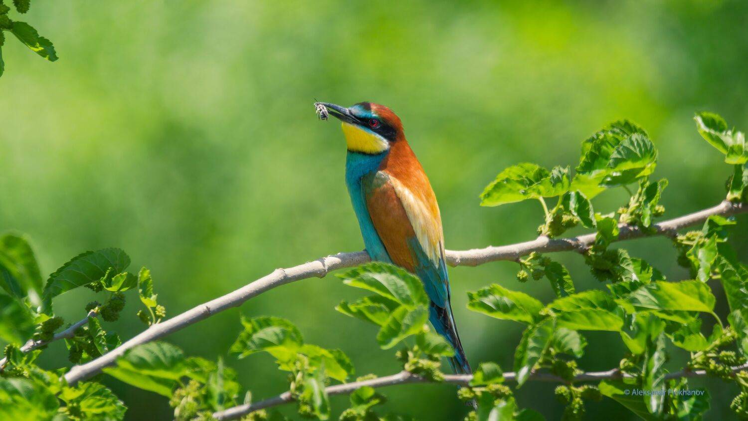 , Alexander Plekhanov