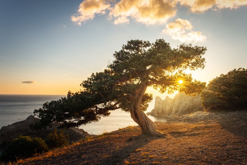 закат, крым, юбк, черное море, новый свет, осень Танцуя с Солнцем фото превью