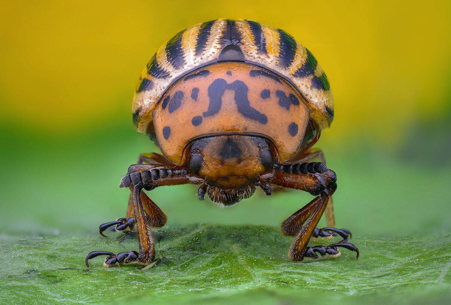 ceclii, macro, lomo 3.7, Tsvetan Ganev