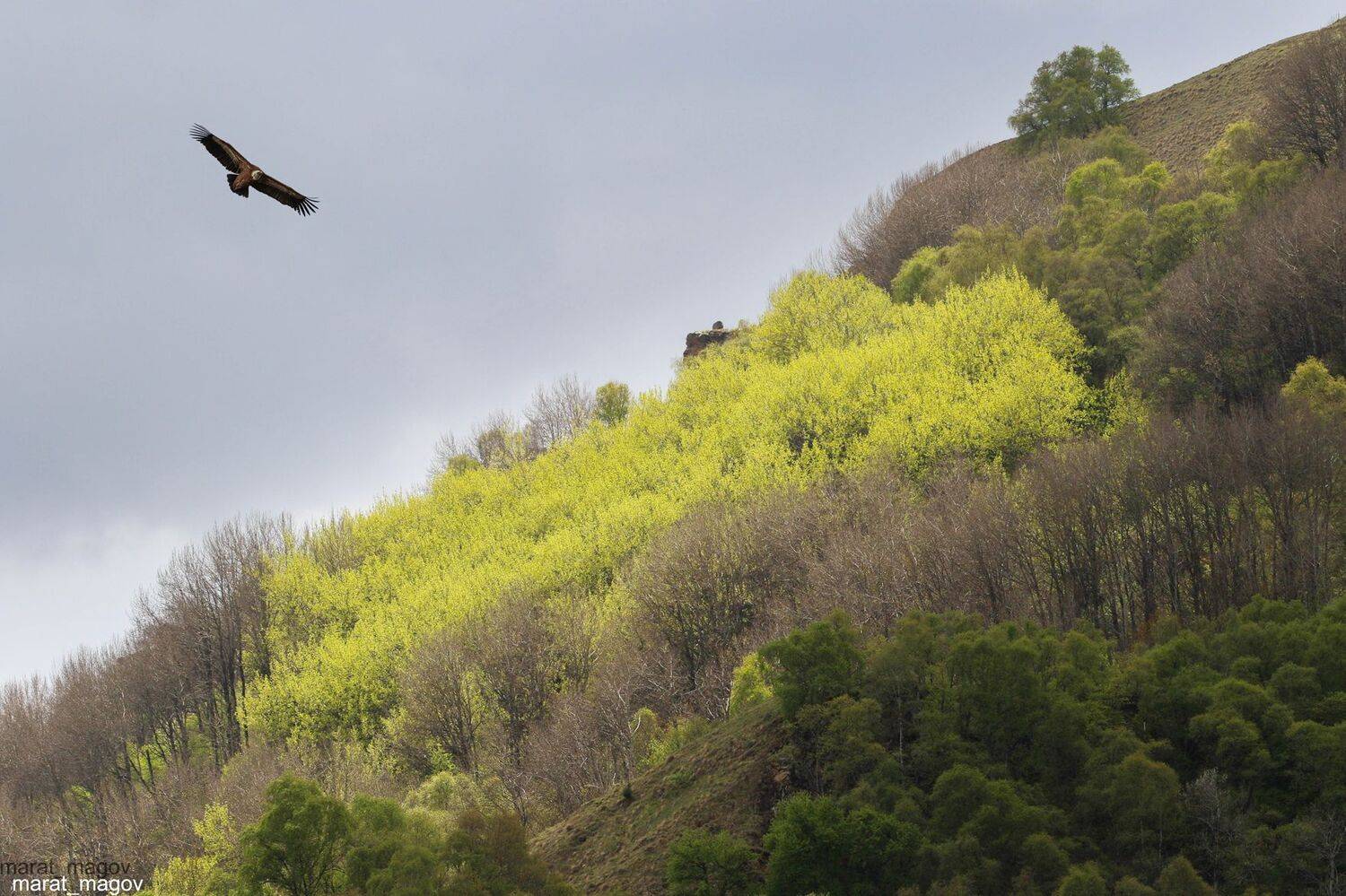 горы,гриф,вершины,пейзаж,небо,деревья,дагестан,природа, Marat Magov