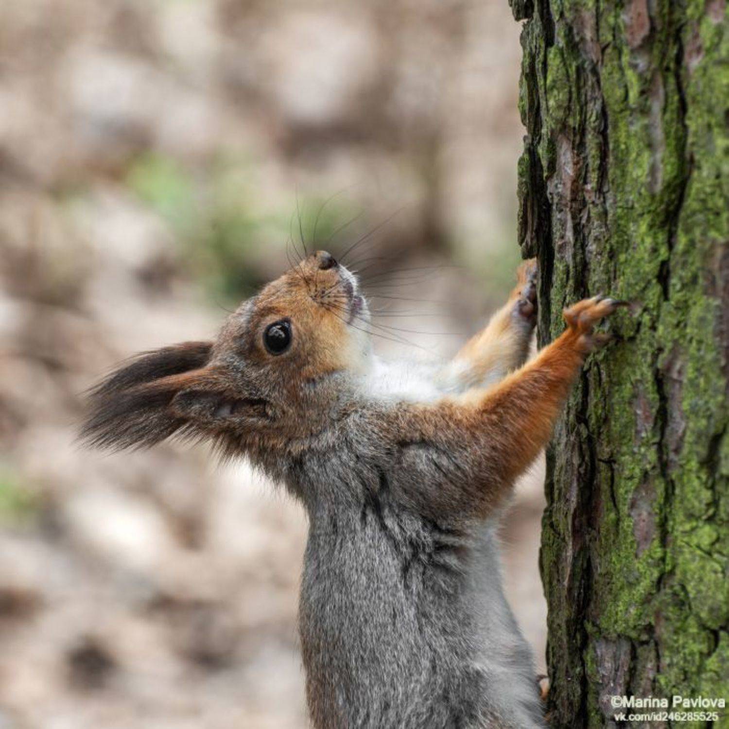 животные, животный мир, белка, лесопарк александрино, петербург, весна, nikon, Марина Павлова