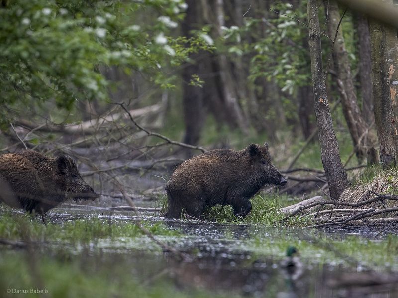 Кабаны фото превью