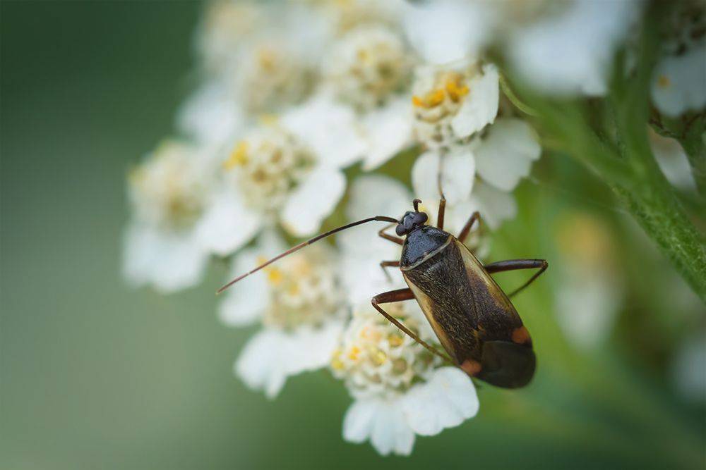 жук, макро, macro, bug, Марина Хилько