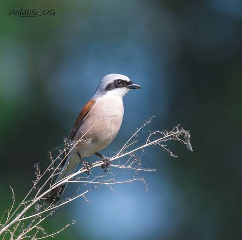 Сорокопут-жулан / Red-backed shrike / Lanius Collurio