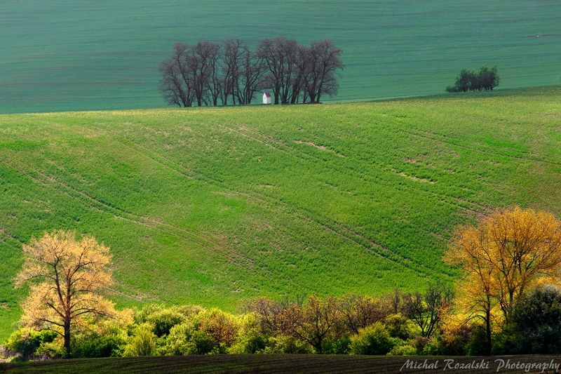 moravia, ,hills, ,spring, ,season, ,colors, ,tree, ,light, ,sunrise, ,fields, ,landscape, ,photography, ,chapel, ,green Chapel among the trees фото превью