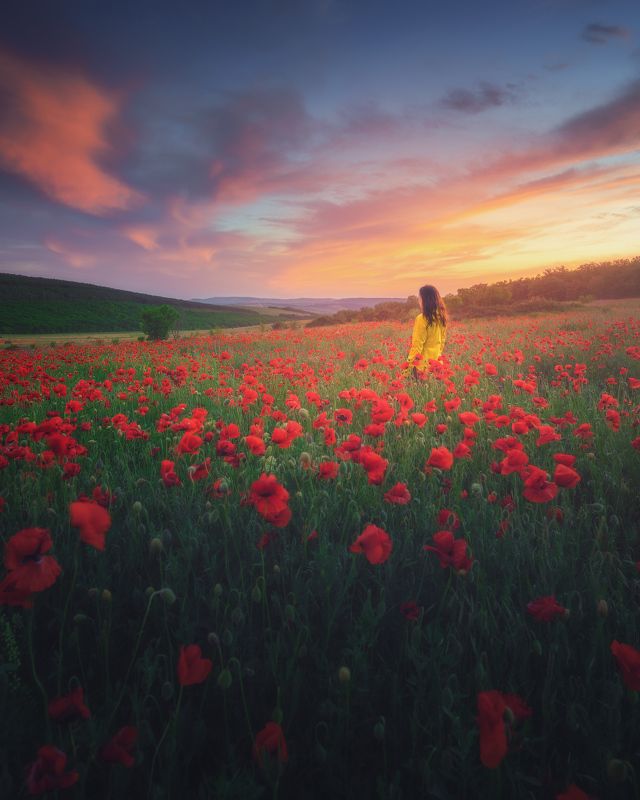 В маковом поле фото превью