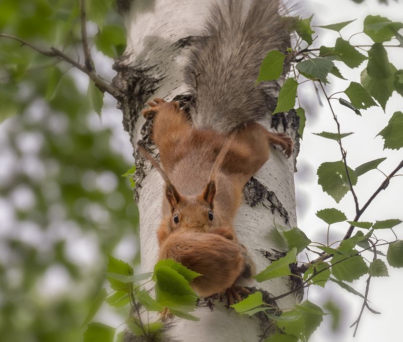 зверёныш, белка, бельчонок, на новое место фото превью