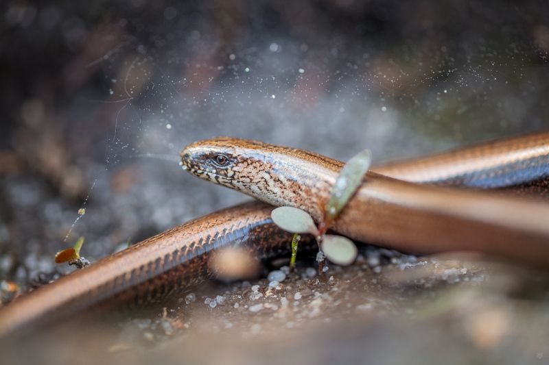 slow worm, wildlife, macro, Ломкая веретеница Slow worm фото превью
