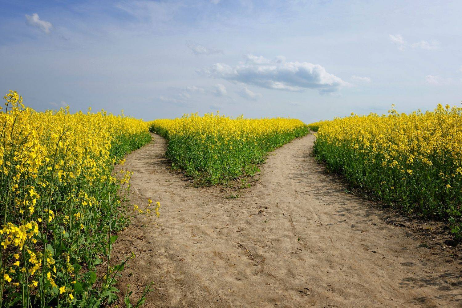 , Никитин Николай