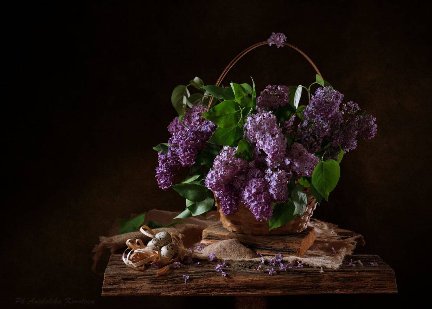 , Анжелика Королева