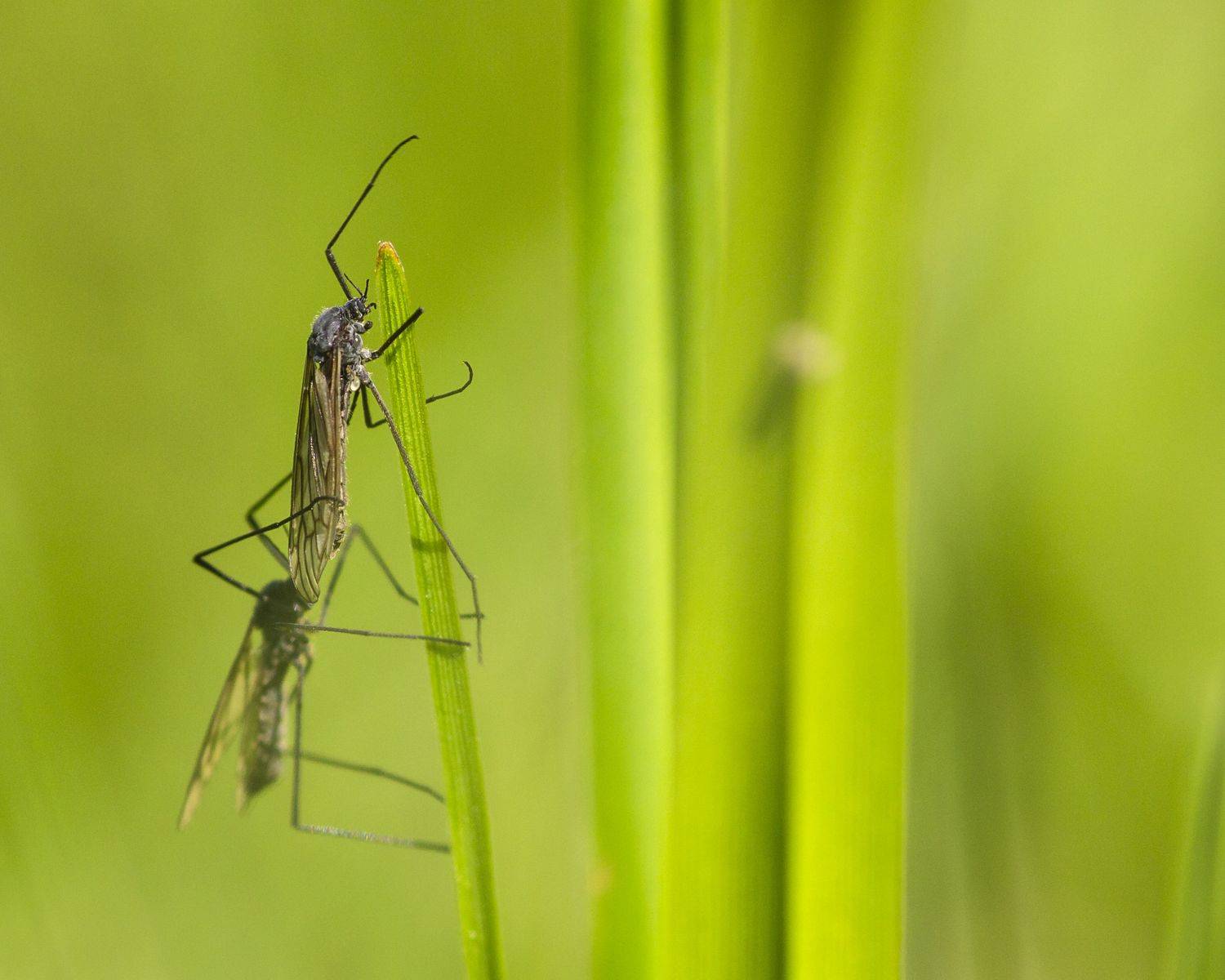 макро, насекомые,трава, весна, Александр Кожухов