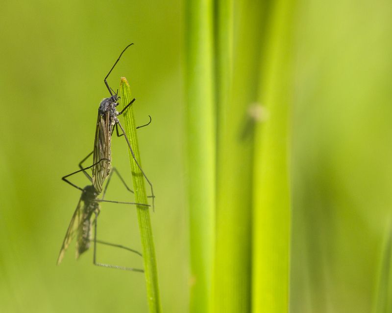 макро, насекомые,трава, весна Не комар фото превью