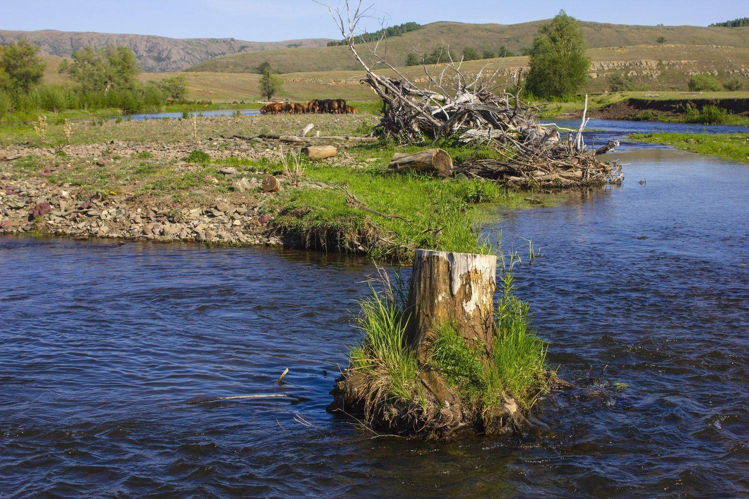 природа, весна,пейзаж, пень, река, лошади, небо, южный урал,, Александр Кожухов