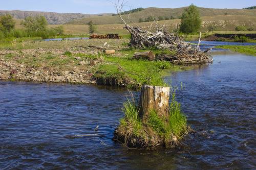 Старый пень
