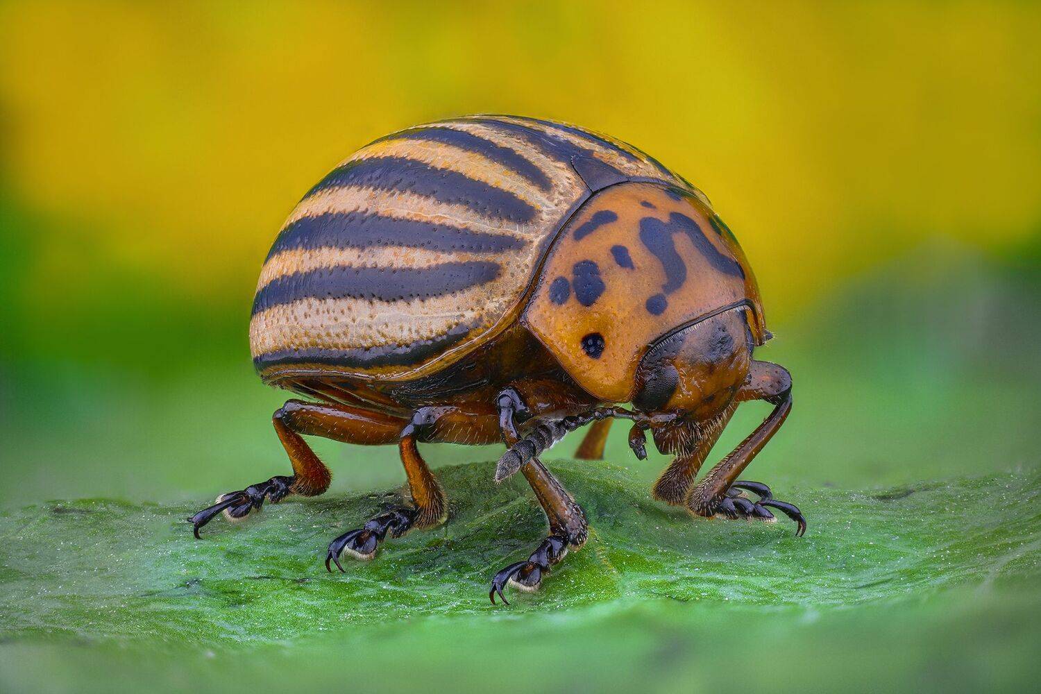 ceclii, macro, lomo 3.7, Tsvetan Ganev