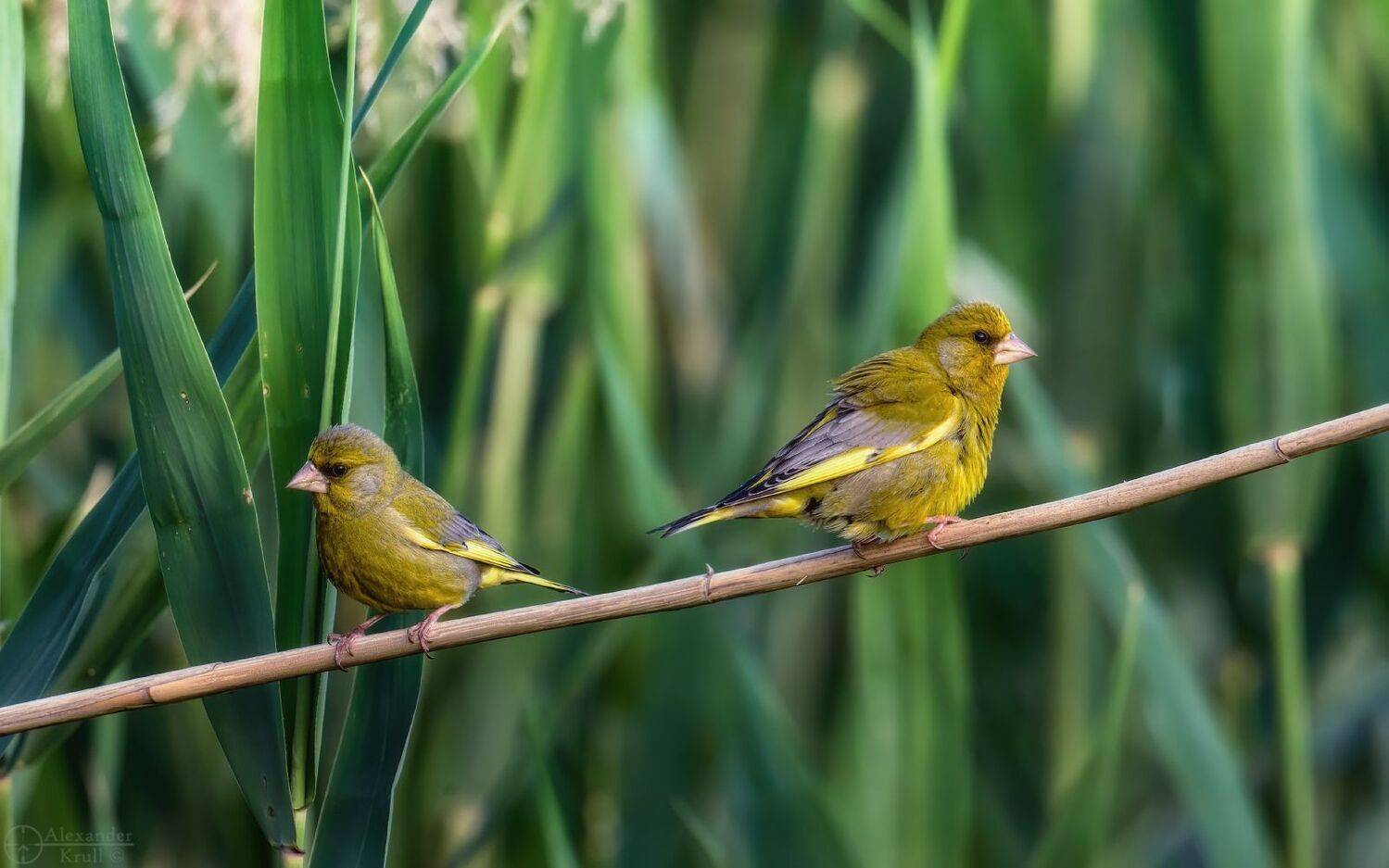 , Александр Круль