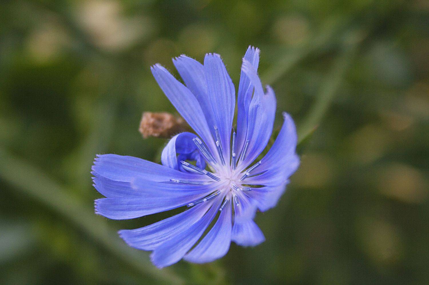 природа, ботаника, растения, цикорий, цветы, Ольга Алексейчик