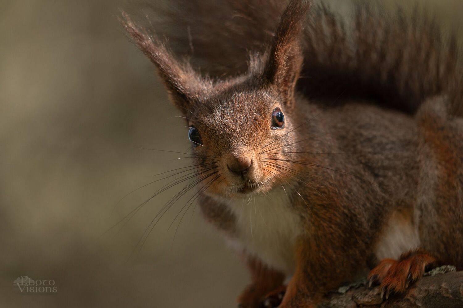 squirrel,animal,wildlife,norway,forest,woodland,, Adrian Szatewicz