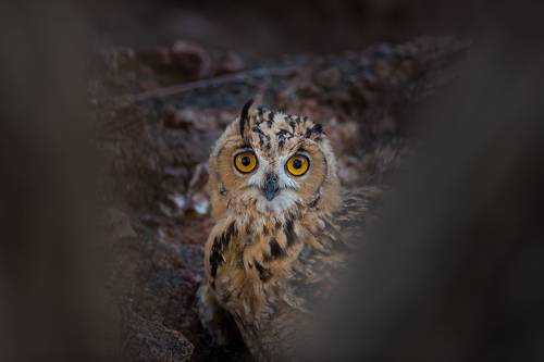 Peek a boo 