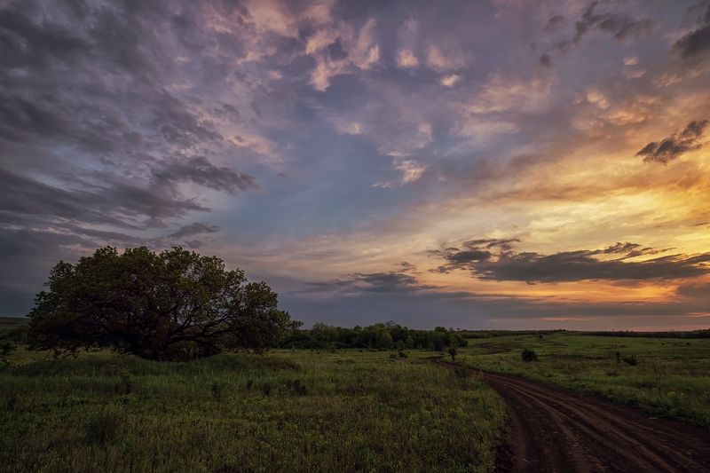 пейзаж, закат, дерево, природа, облака, трава, просёлочная дорога На закате фото превью