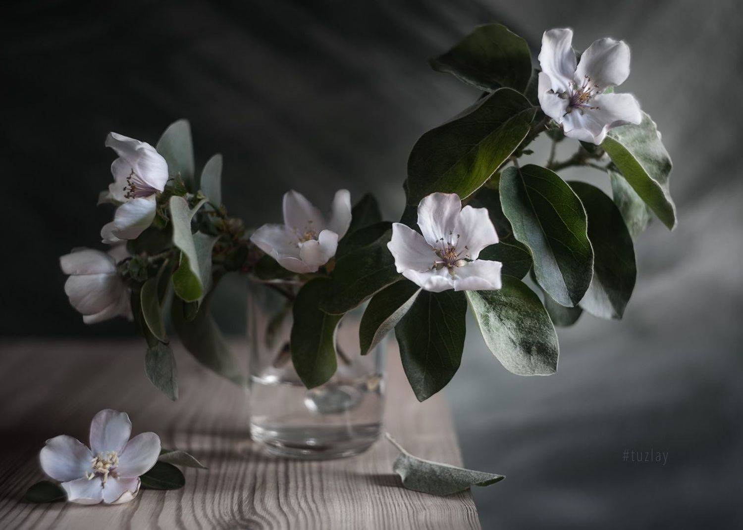 айва, цветение, Владимир Тузлай