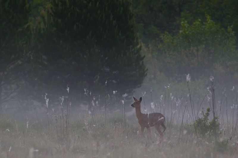 утречком  фото превью