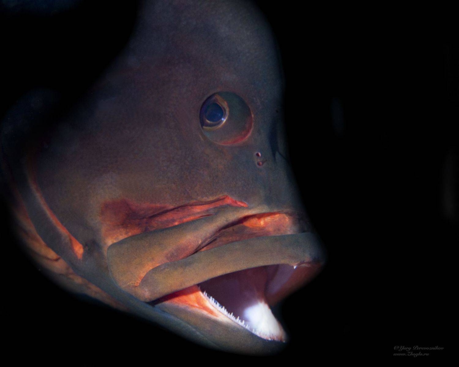 подводное фото подводный мир хургада египет жогло zhoglo красное море, Юрий Перевозников