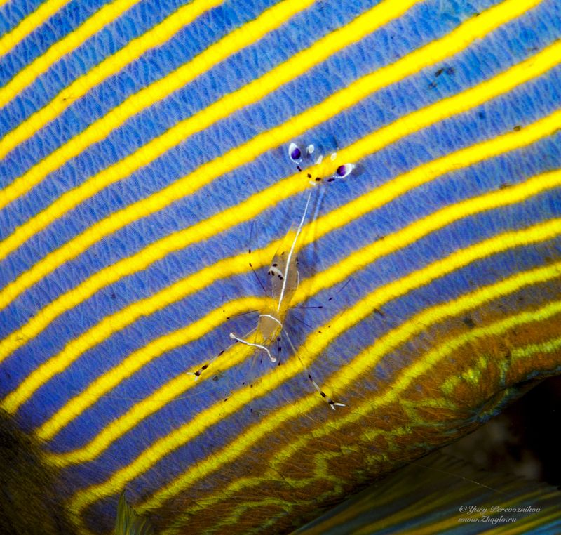 подводное фото подводный мир хургада египет жогло zhoglo красное море Креветка фото превью