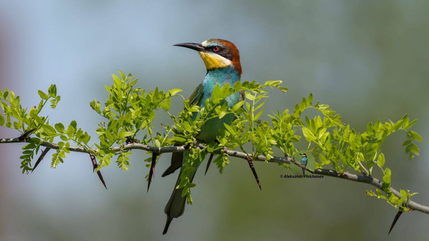 , Alexander Plekhanov