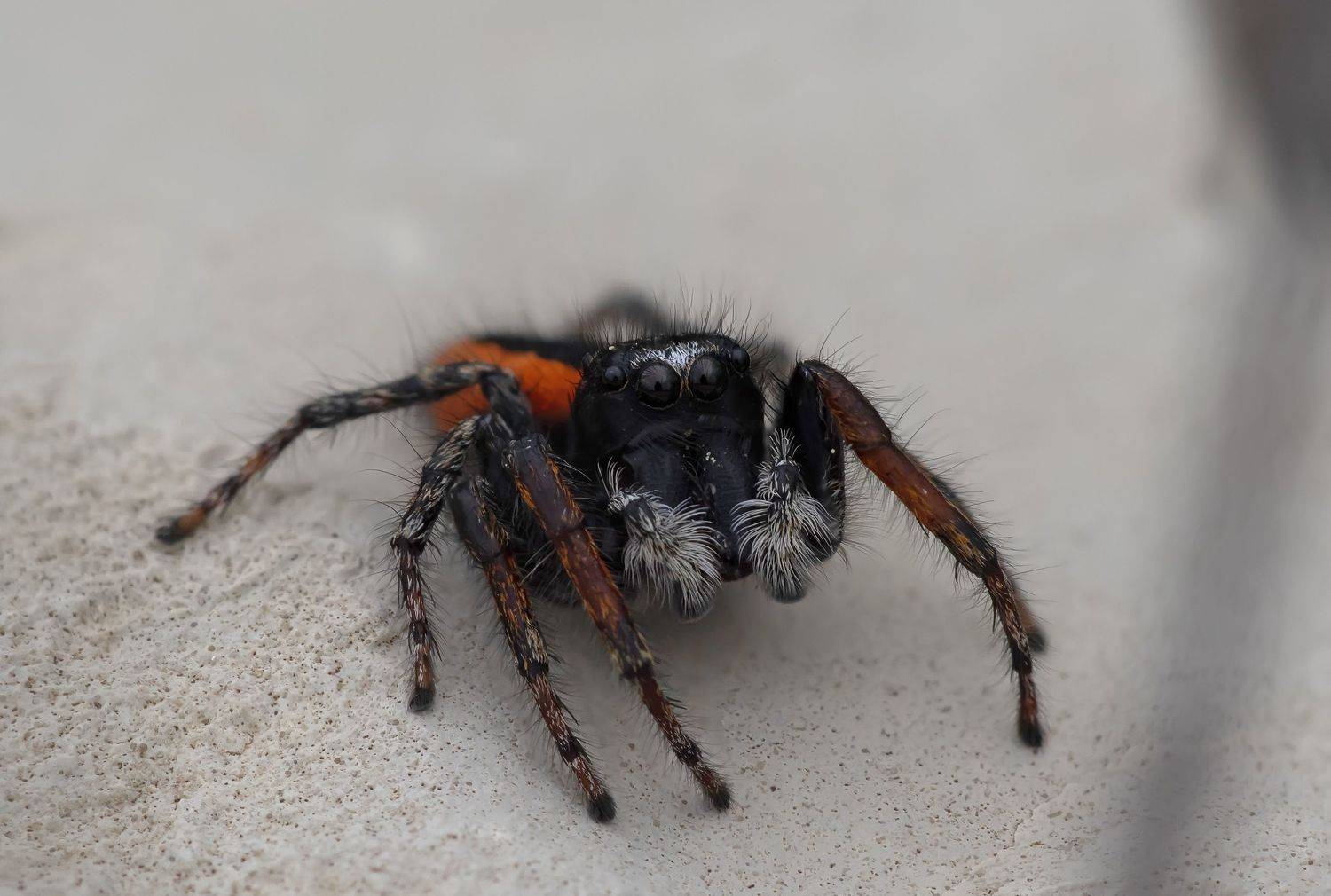 , Александр Земляной