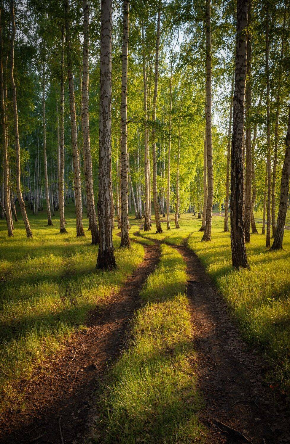 роща,лес,дорога,пейзаж, Евгений Гецев