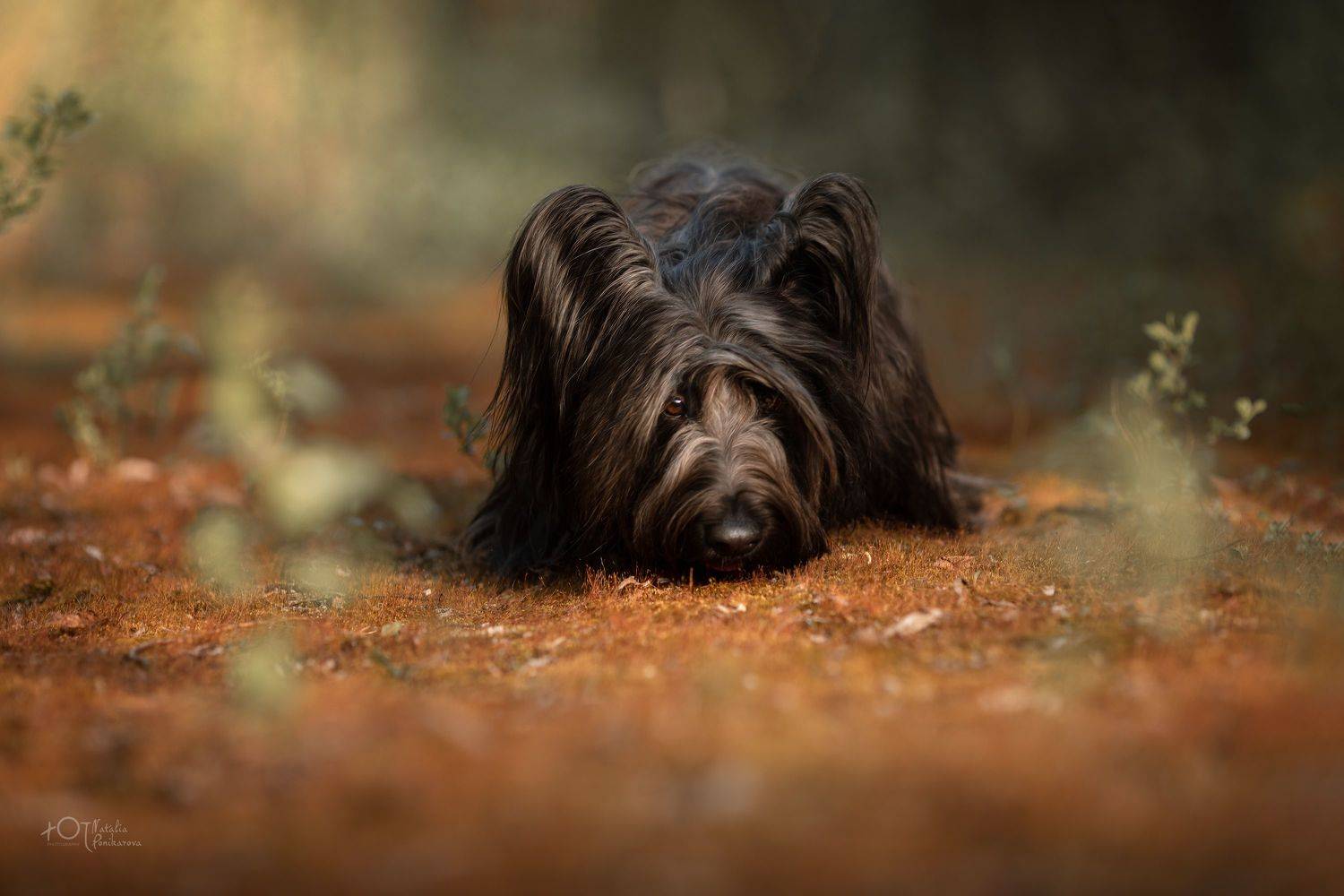 , Наталия Поникарова