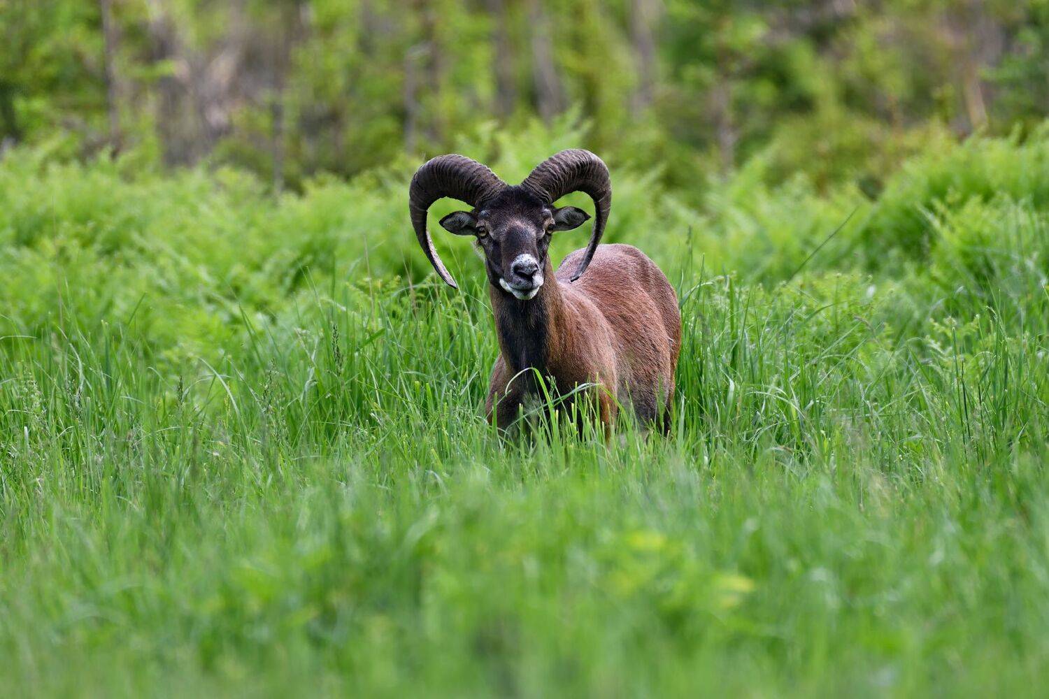 лес,животные,козёл, Виталий Полуэктов