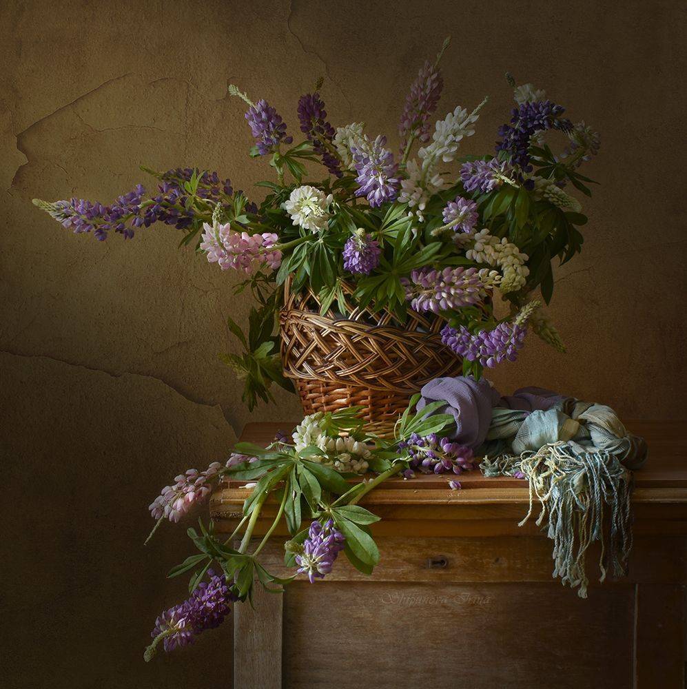 , Шипунова Ирина